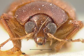 Media type: image; Entomology 9820   Aspect: head frontal view